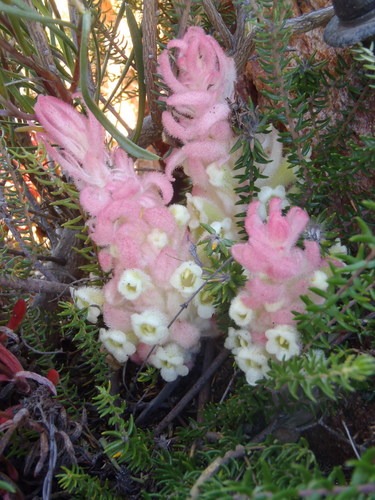 Harveya roseoalba (Harveya roseoalba)