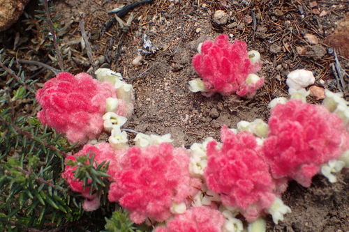 Harveya roseoalba (Harveya roseoalba)