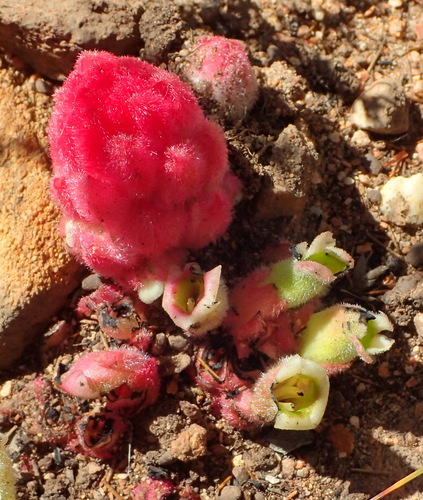 Harveya roseoalba (Harveya roseoalba)