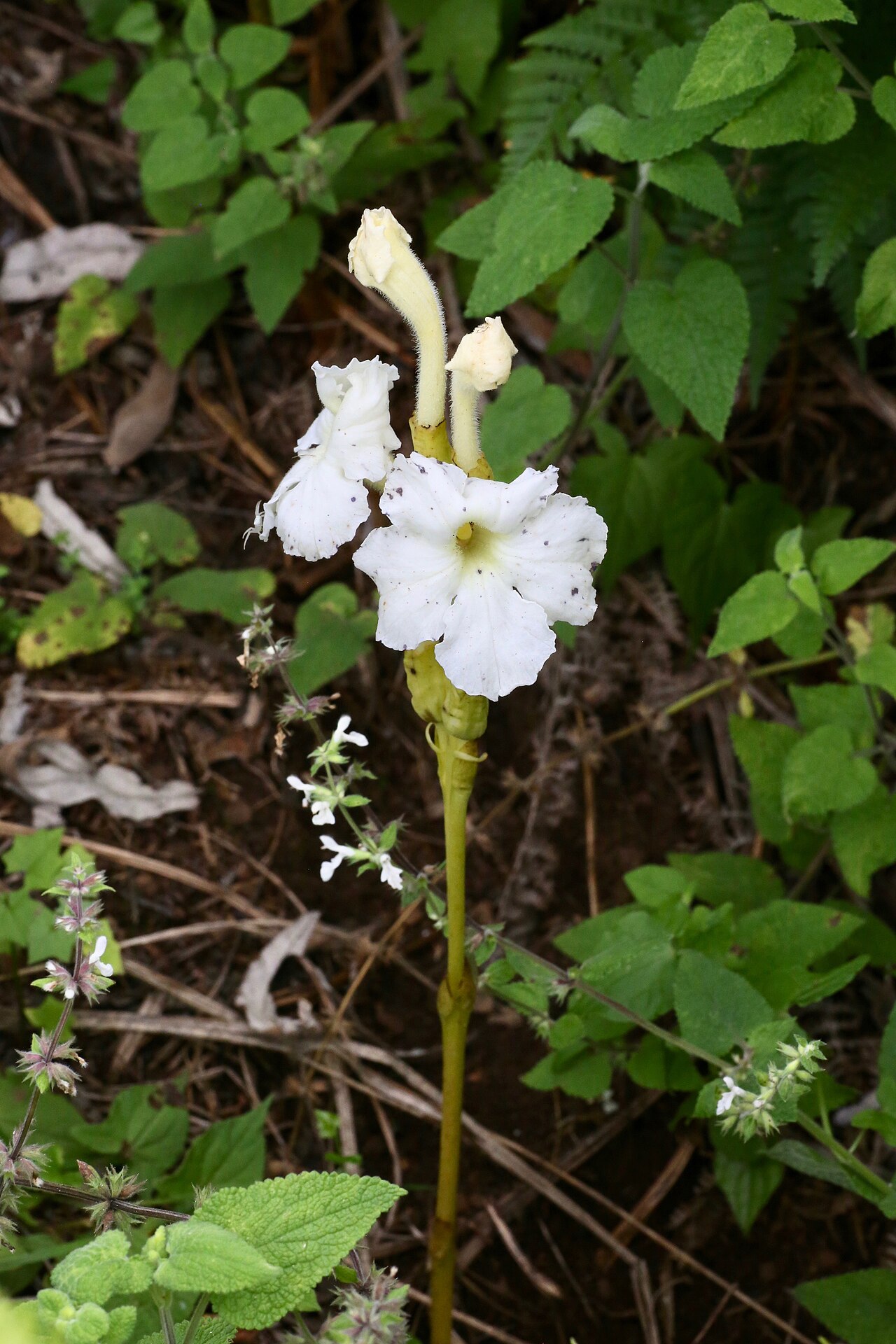 Tall white ink-flower: South Africa, KwaZulu-Natal, Giants Castle Game Reserve, IVO Main cave of San Art Museum.