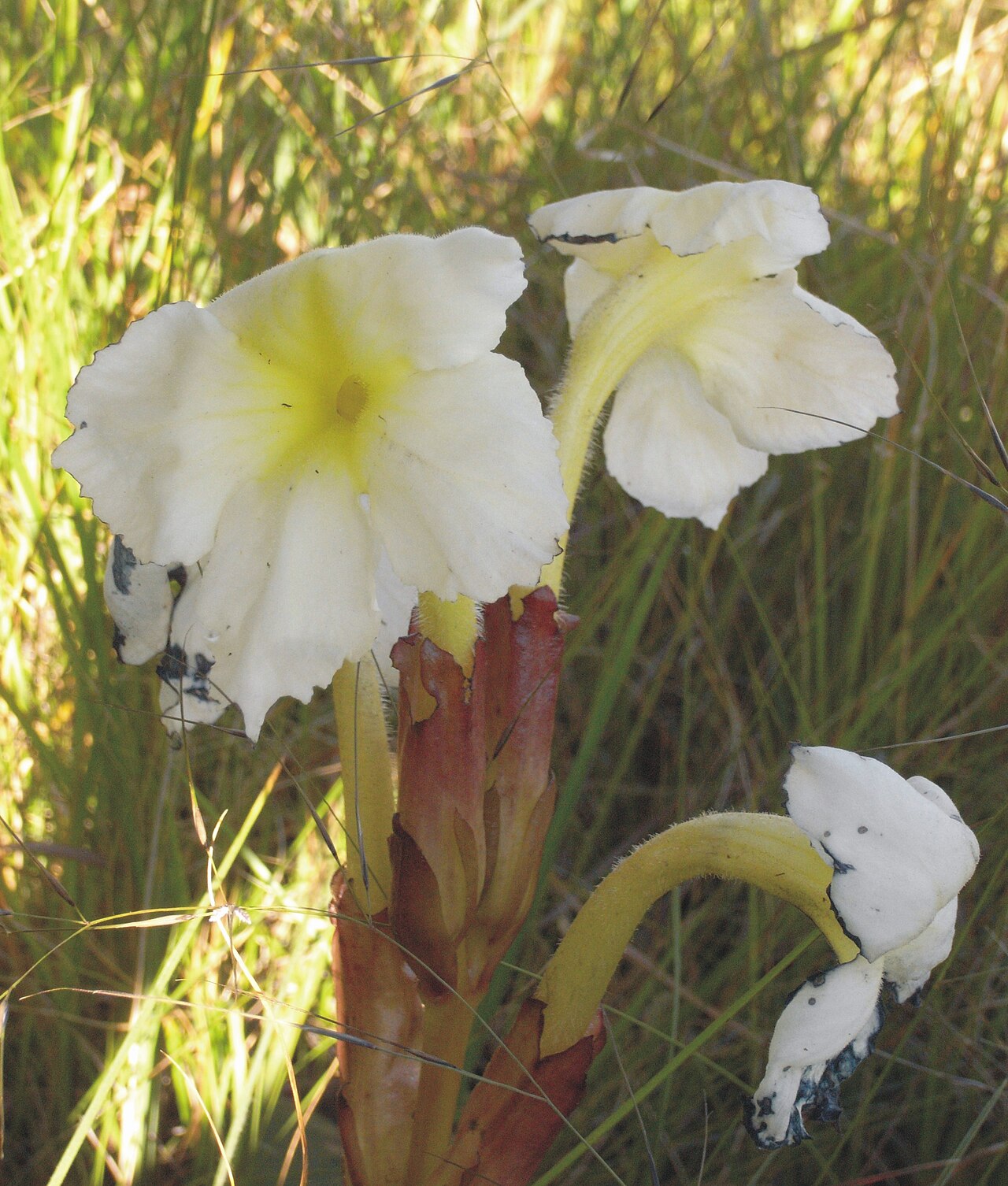 Tall white ink-flower: Tall Ink Flower (Harveya speciosa)