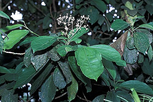 Hasseltia floribunda: Hasseltia floribunda (Salicaceae) in flower. COSTA RICA: Heredia: La Selva Biological Station.