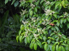 Hasseltia floribunda (Hasseltia floribunda)