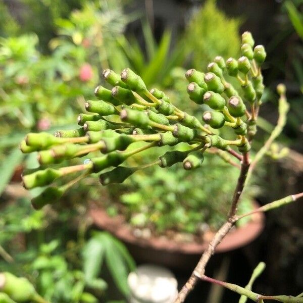 Dancing bones cactus (Hatiora salicornioides)