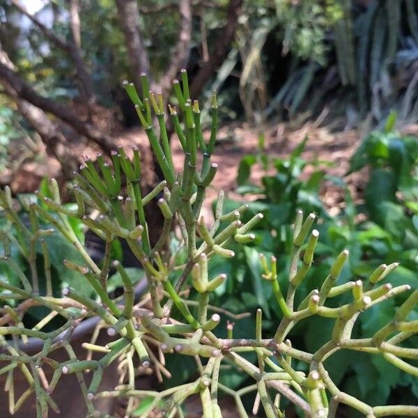 Dancing bones cactus (Hatiora salicornioides)