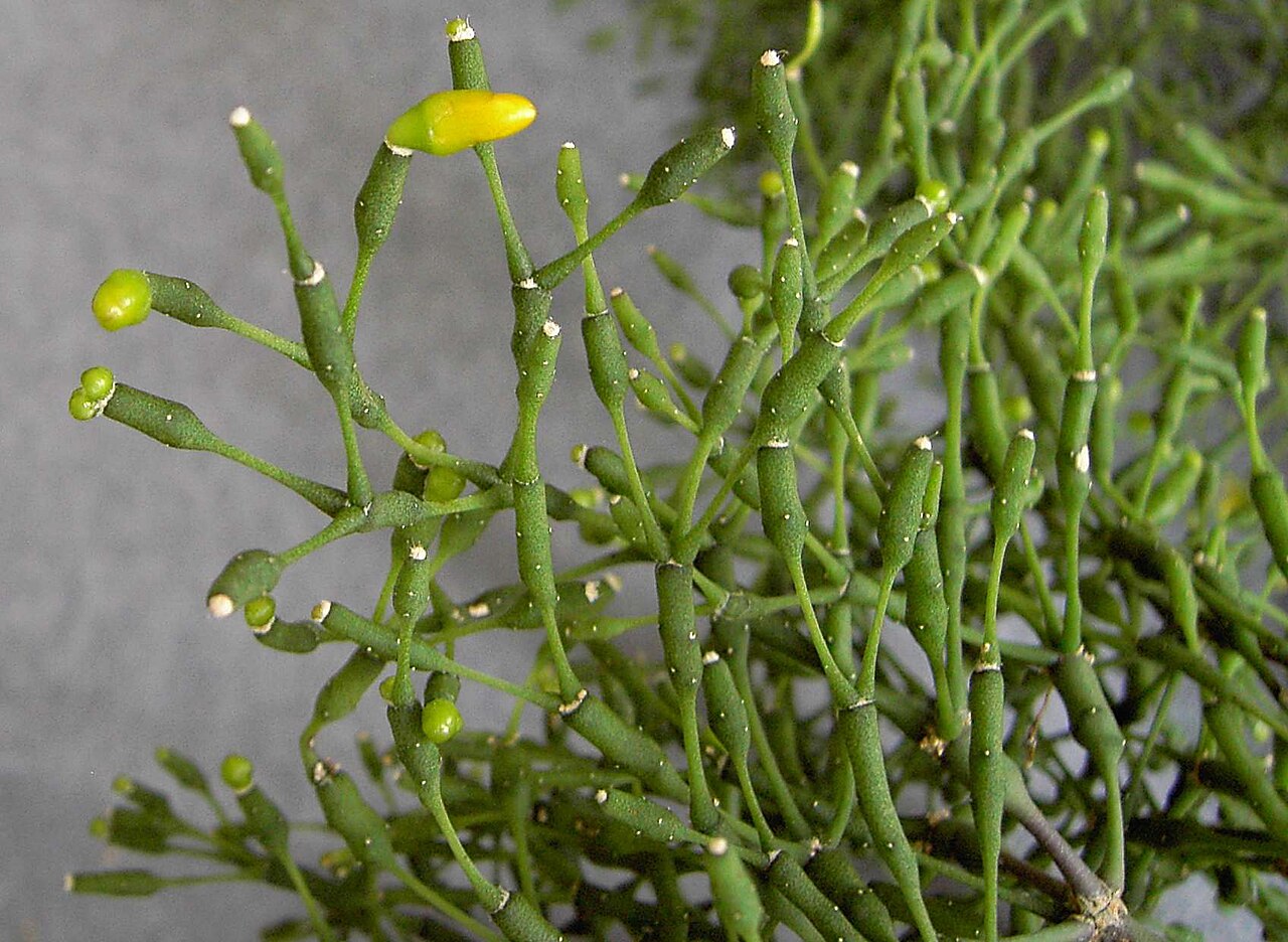 Dancing bones cactus: Hatiora salicornioides with some buds in january 2006 northern hemisphere. The buds and flowers are only found on the plants window side, where it is colder.