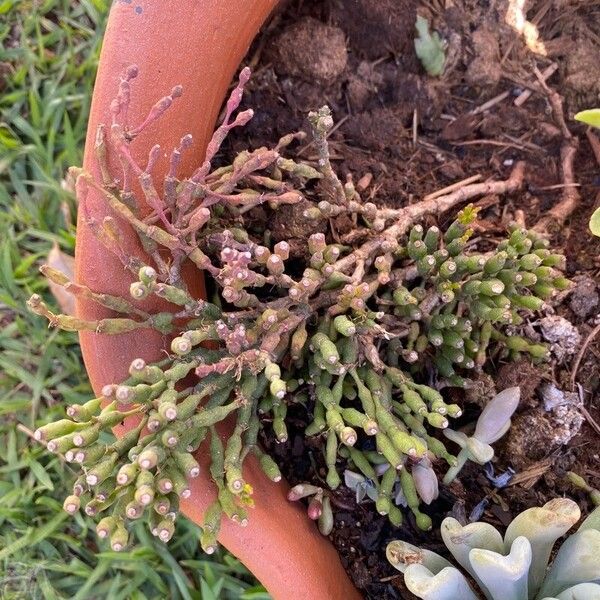 Dancing bones cactus (Hatiora salicornioides)