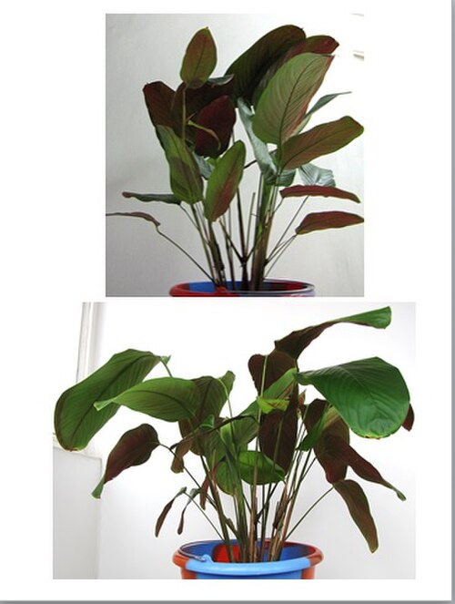 Haumania liebrechtsiana: Source of one of about four different species of leaves used to wrap food for cooking in central Africa cuisine. Especially popular for chikwangue, this particu