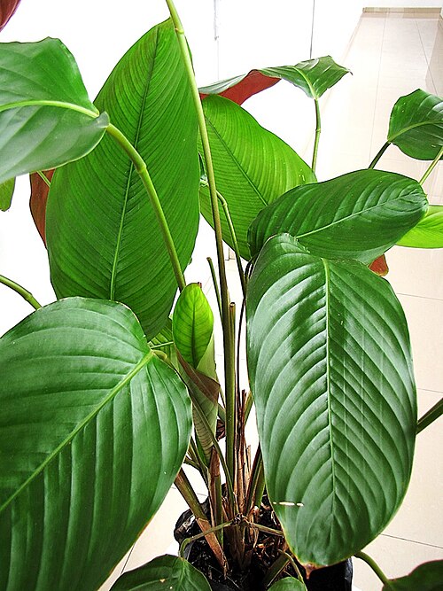 Haumania liebrechtsiana: Close up showing unfolding new leaf and stem structure. Full leaf shown 25 cm long x 12 cm wide. Largest leaf on this plant 36 cm long x 17 cm wide. Underside o