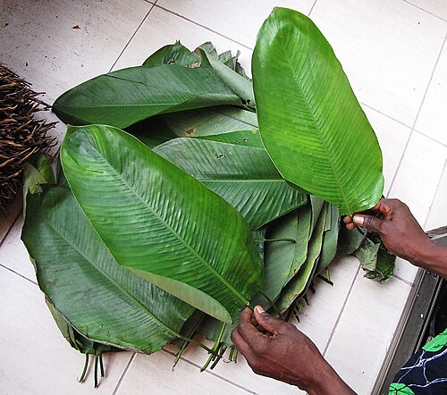Haumania liebrechtsiana: A bundle of fresh leaves as sold in the market to be used as leaf wrappers to cook both liboké and chikwangue recipes. A large leaf, called 'nzomfi' in Kikongo