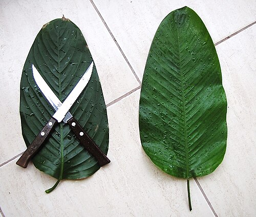 Haumania liebrechtsiana: Two leaves of plants found in central Africa, though very similar and easily confused only the leaf on the right - called 'nzomvi' in Kikongo is suitable for wr