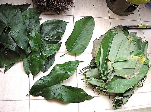 Haumania liebrechtsiana: Fresh from the Congo market, two different types of leaves used in for a traditional Congolese cooking technique. L. senegalensis called 'kilodi' in Kikongo is
