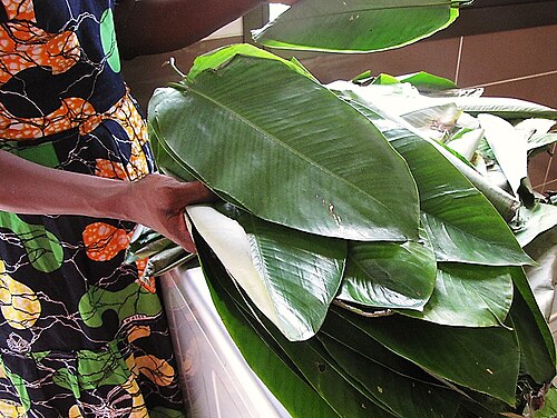 Haumania liebrechtsiana: A stack of fresh leaves from a bundle sold in the Congolese market to be used for wrapping for suitable for cooking of popular and traditional liboké and chikwa
