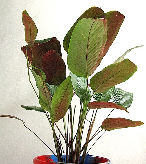 Haumania liebrechtsiana: Source of one of about four different species of leaves used to wrap food for cooking in central Africa cuisine. Especially popular for chikwangue, this particu