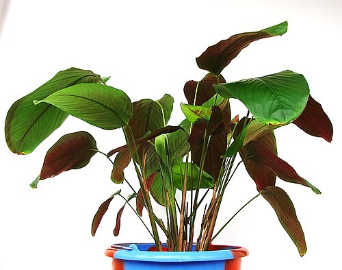 Haumania liebrechtsiana: Largest leaf on this plant 36 cm long x 17 cm wide. Underside of leaves develop a reddish color. A forest plant that requires shade, indirect light and humid co