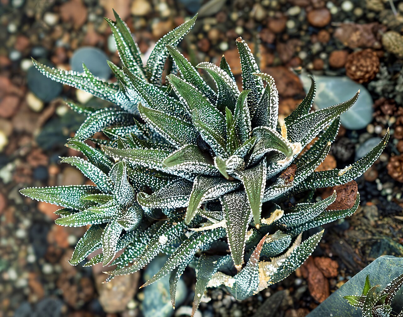 Haworthiopsis attenuata: English : Haworthiopis attenuata var. radula - habitus
