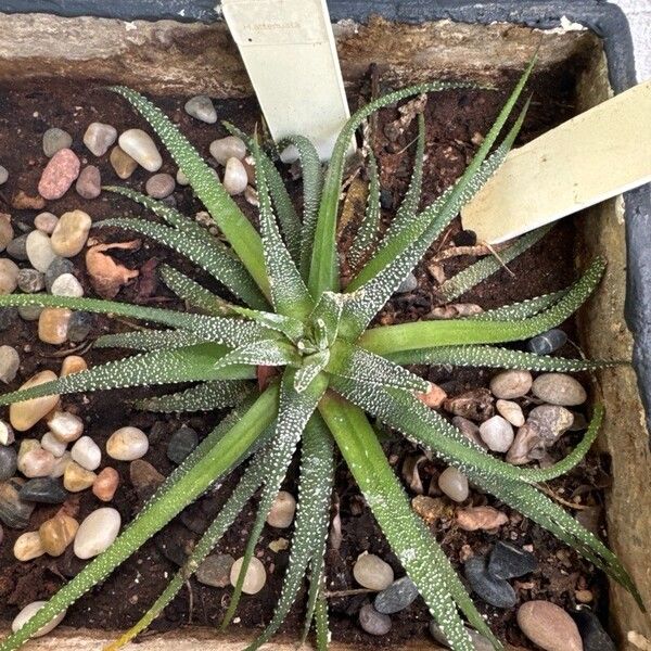 Haworthiopsis attenuata (Haworthiopsis attenuata)