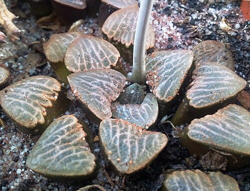 Haworthiopsis bruynsii: Haworthiopsis bruynsii in cultivation