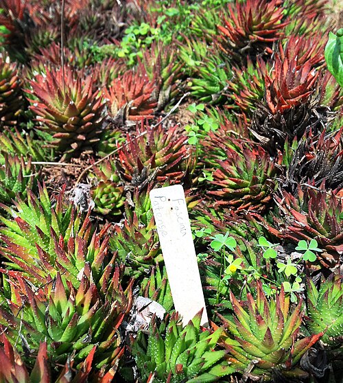 Zebra haworthia: Haworthia fasciata var patensie - Robertson RSA