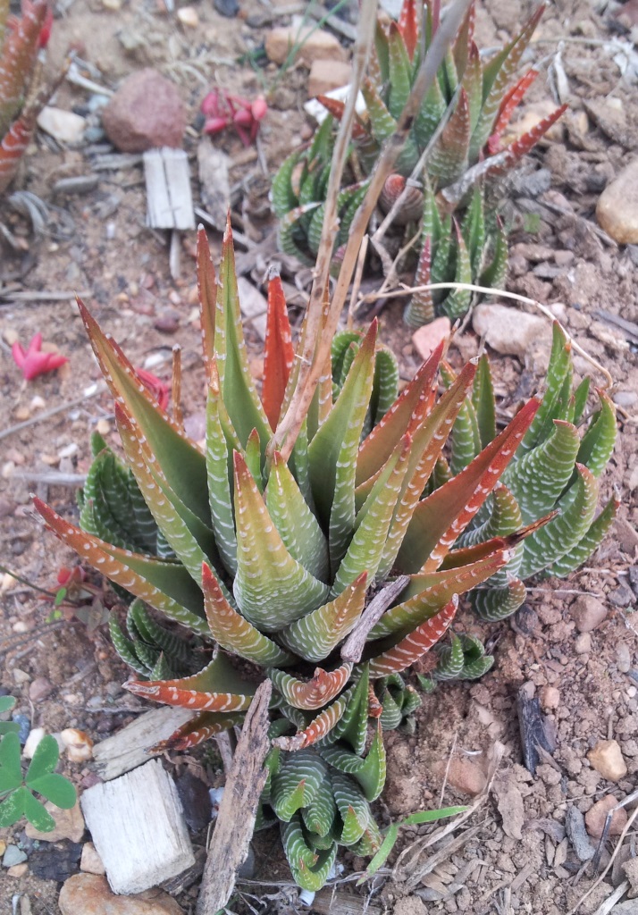 Zebra haworthia: Haworthia fasciata f browniana NW Uitenhage