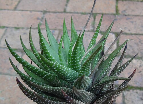 Zebra haworthia: Haworthia fasciata - hankey.