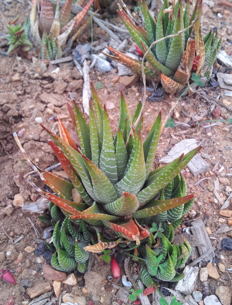 Zebra haworthia: Haworthia fasciata var browniana in cultivation. Locality NW Uitenhage