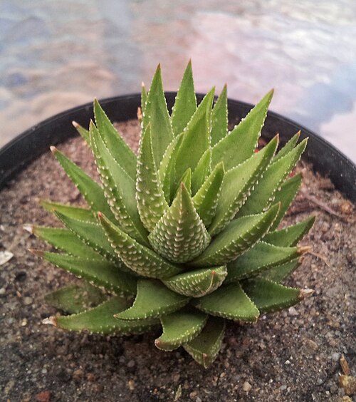 Zebra haworthia: Haworthiopsis fasciata (syn. Haworthia fasciata ) − small plant in cultivation