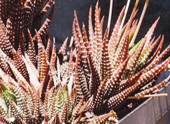Zebra haworthia: Haworthia fasciata -MBB6809 Gamtoos