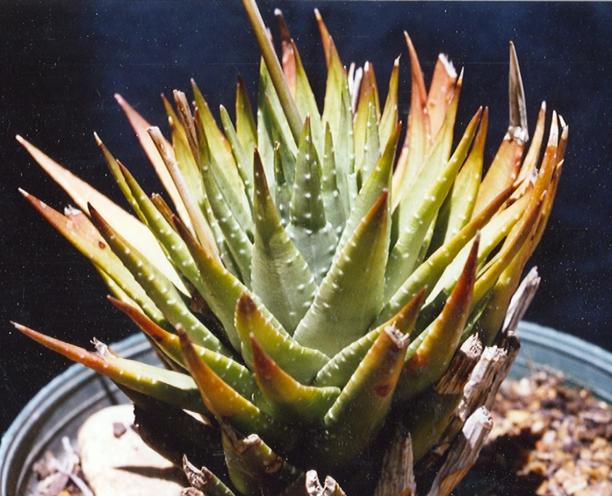 Zebra haworthia: Haworthia fasciata -MBB6806 Loerie.