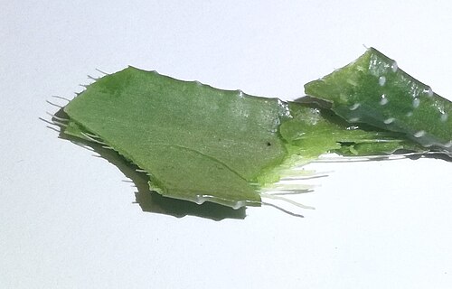 Zebra haworthia: Haworthia fasciata - leaf snapped in half to show the distinctive fibres (fasciated) of the leaves