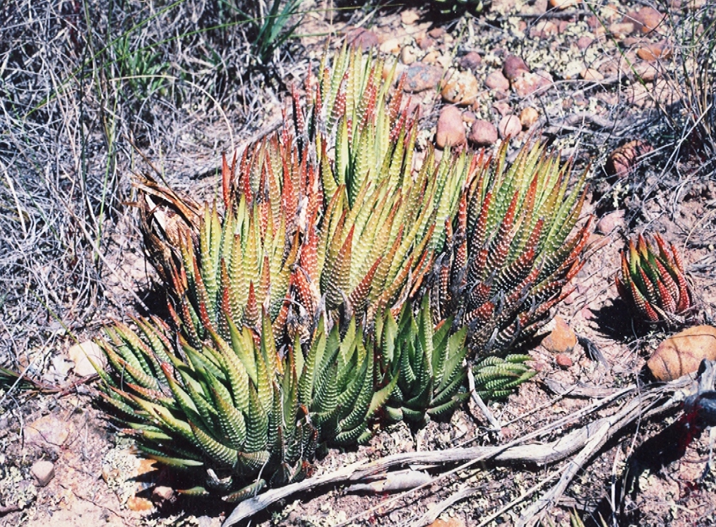 Zebra haworthia: Haworthia fasciata -MBB Kabeljouws River