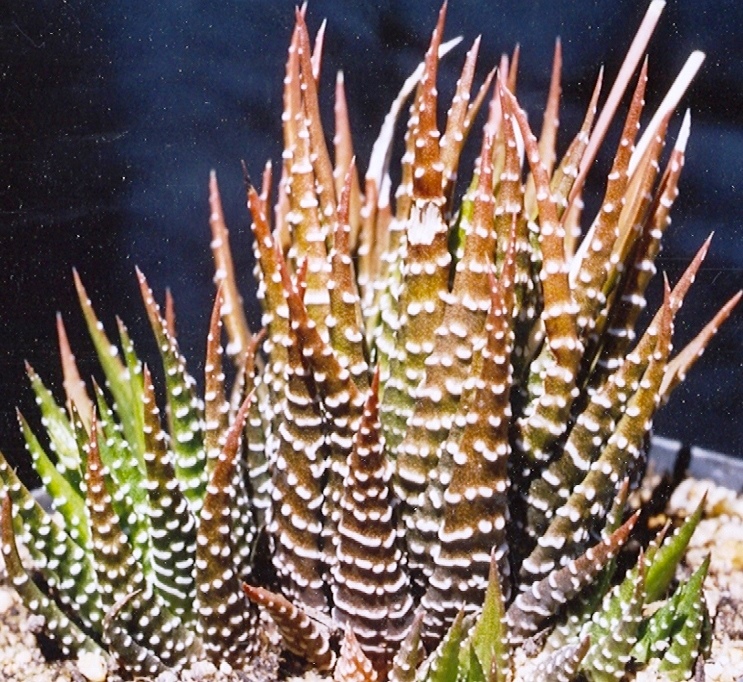 Zebra haworthia: Haworthia fasciata -MBB6797 Paradise beach