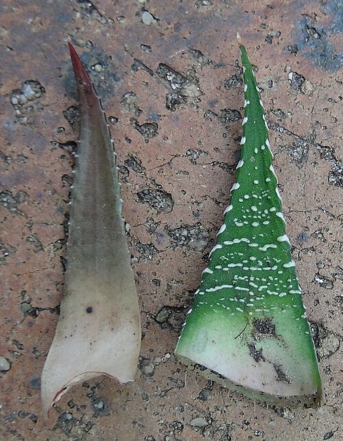 Zebra haworthia: Haworthia fasciata (left) vs attenuata (right). Comparison of the upper surface of leaves.