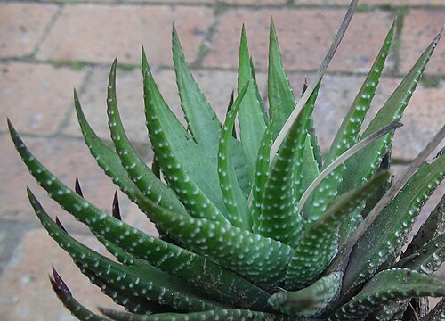 Zebra haworthia: Haworthia fasciata - hankey.