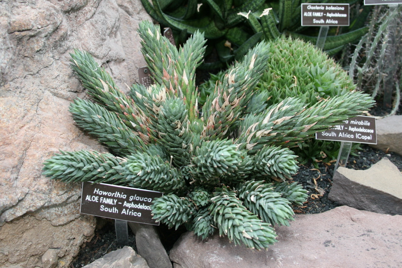Haworthiopsis glauca: Haworthia glauca