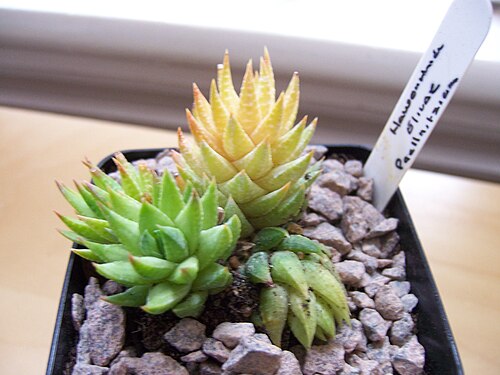 Haworthiopsis glauca: [formerly titled: Haworthia elizeae but I think the labels are all just completely wrong] The label on this on seems wrong. It has Haworthia Elivae Paellinitziu