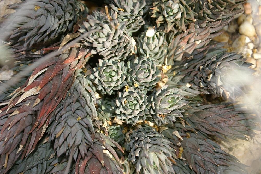 Haworthiopsis glauca: Location taken: the New York Botanical Garden. Names: Haworthia glauca Baker, Haworthi Classification: Plantae > Magnoliophyta > Liliopsida > Asparagales > Xant