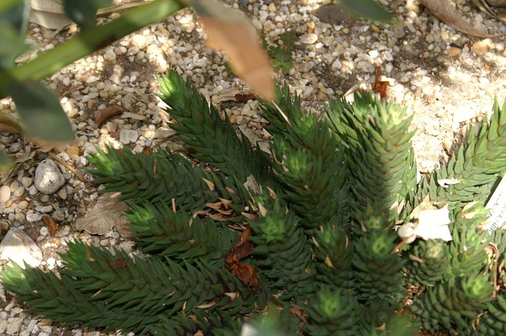 Haworthiopsis glauca: Location taken: the New York Botanical Garden. Names: Haworthia glauca Baker, Haworthi Classification: Plantae > Magnoliophyta > Liliopsida > Asparagales > Xant