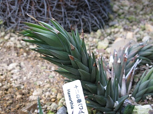 Haworthiopsis glauca: Haworthia glauca Place:Osaka Prefectural Flower Garden,Osaka,Japan