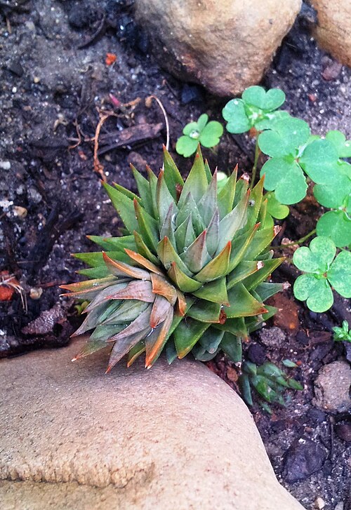 Haworthiopsis glauca: Haworthia glauca - split rosette