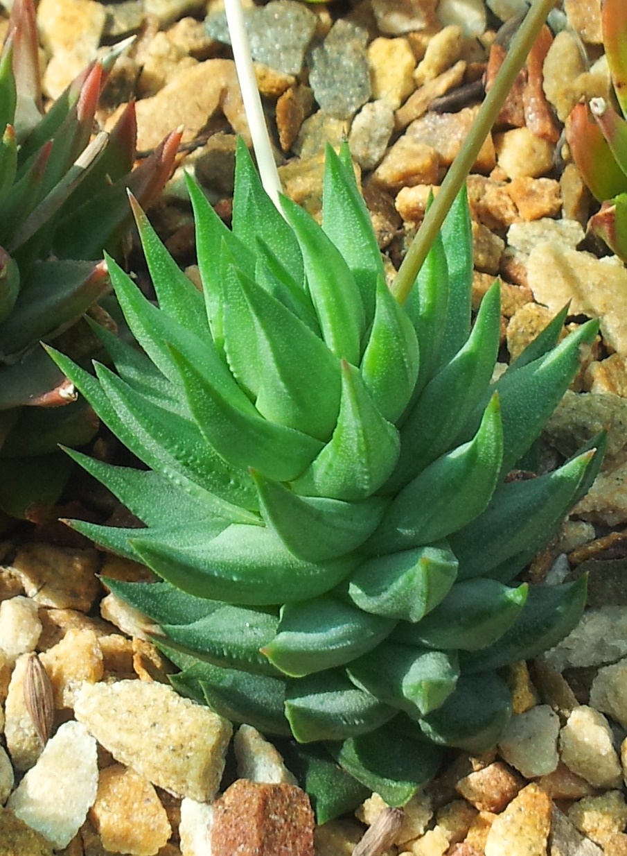 Haworthiopsis glauca: Haworthia glauca