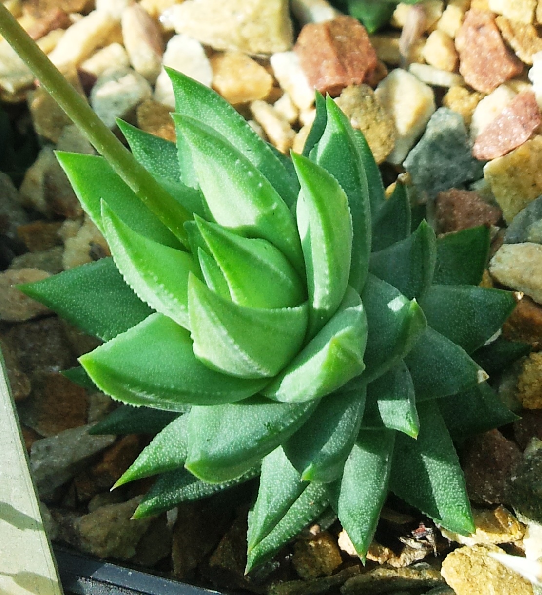 Haworthiopsis glauca: Haworthiopsis glauca