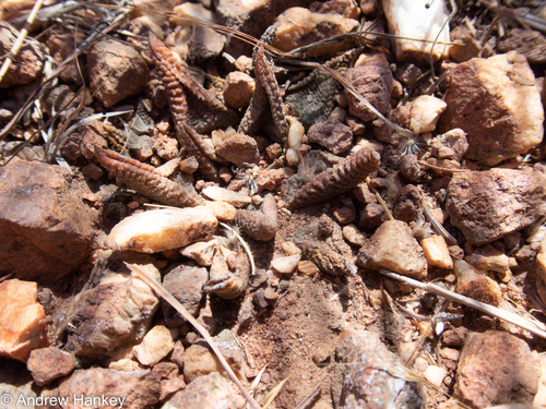 Haworthiopsis koelmaniorum (Haworthiopsis koelmaniorum)