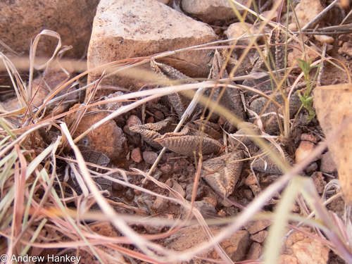 Haworthiopsis koelmaniorum (Haworthiopsis koelmaniorum)