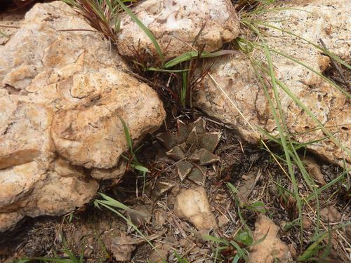 Haworthiopsis koelmaniorum (Haworthiopsis koelmaniorum)