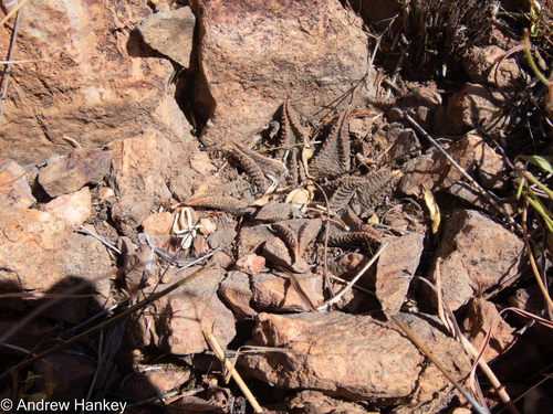 Haworthiopsis koelmaniorum (Haworthiopsis koelmaniorum)