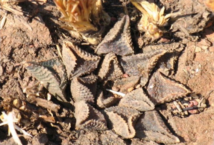 Haworthiopsis koelmaniorum: Haworthiopsis koelmaniorum (syn. Haworthia koelmaniorum ) var. mcmurtryi , taken in September 2006 in the Dooringfontein population of the Loskop Dam Nature Res