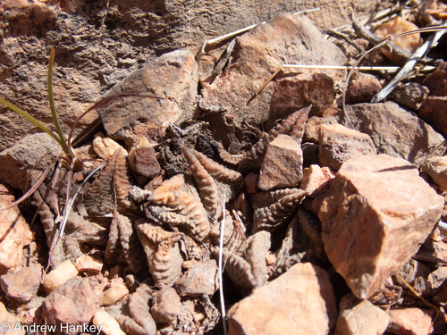 Haworthiopsis koelmaniorum (Haworthiopsis koelmaniorum)