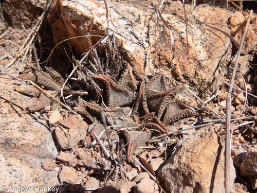 Haworthiopsis koelmaniorum (Haworthiopsis koelmaniorum)