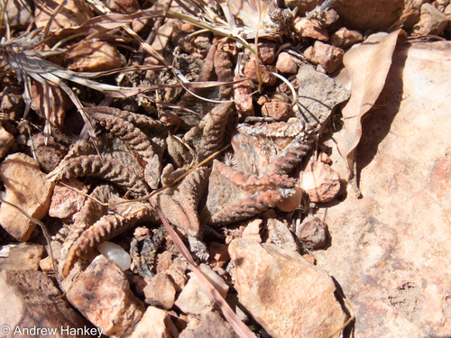 Haworthiopsis koelmaniorum (Haworthiopsis koelmaniorum)